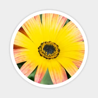 Vibrant Yellow Pink Gerber Daisy Magnet